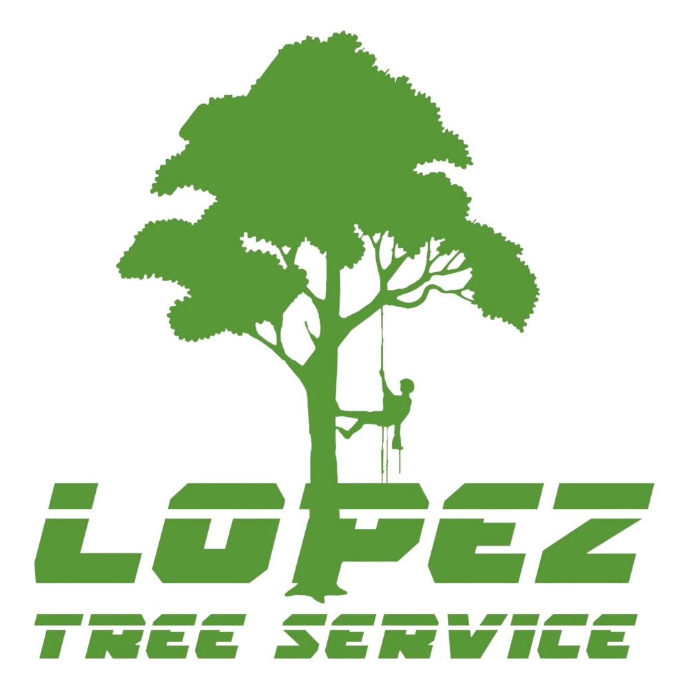 Lopez Tree Service Professional Tree Services Waco TX