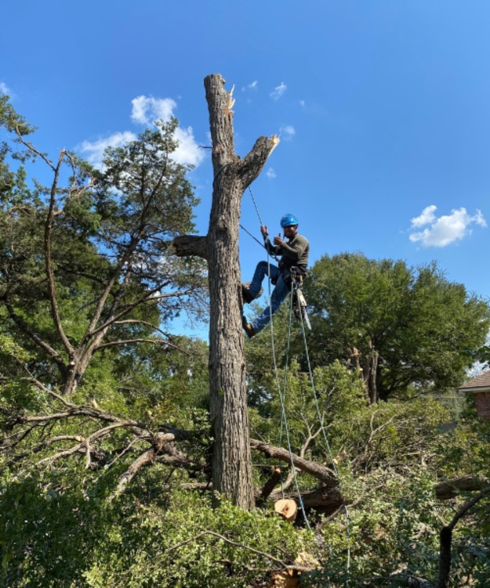 Lopez Tree Service professional working on a job site for tree service Wooday TX!