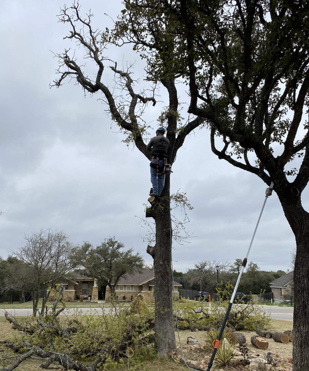 Cutting down a tree with special equipment used for tree service Temple TX.